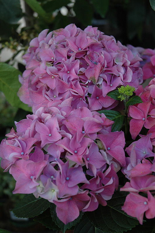 Early Blue Hydrangea (Hydrangea macrophylla 'Early Blue') in Lake Bluff