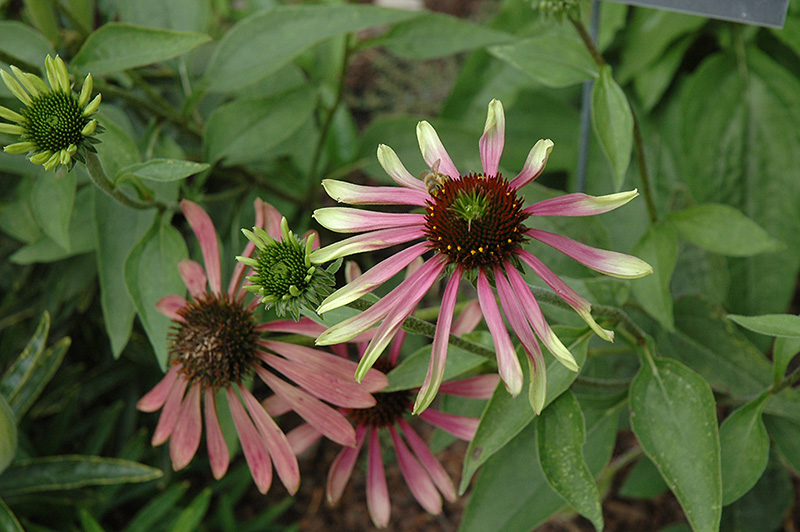 Green Envy Coneflower (Echinacea purpurea 'Green Envy') in