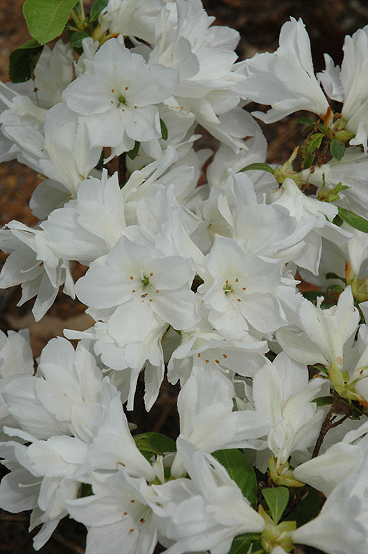 White Peacock Azalea (Rhododendron 'White Peacock') in Lake Bluff