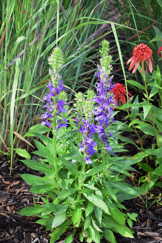 Fan Blue Cardinal Flower (Lobelia x speciosa 'Fan Blue') in Lake Bluff