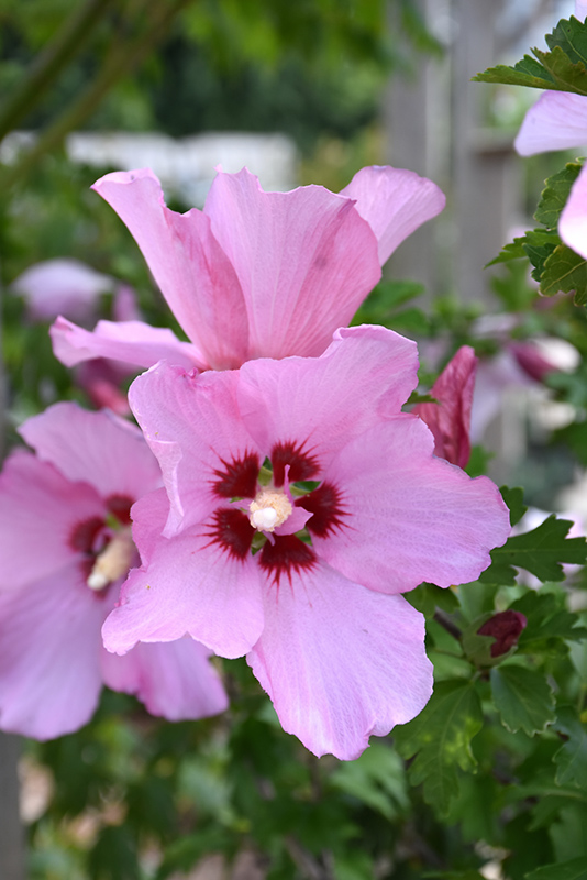 Rose Satin Rose of Sharon (Hibiscus syriacus 'Minrosa') in Lake Bluff