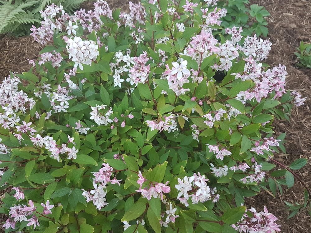 DEUTZIA ‘Yuki Cherry Blossom’ Rocky Dale Gardens Plant Catalog