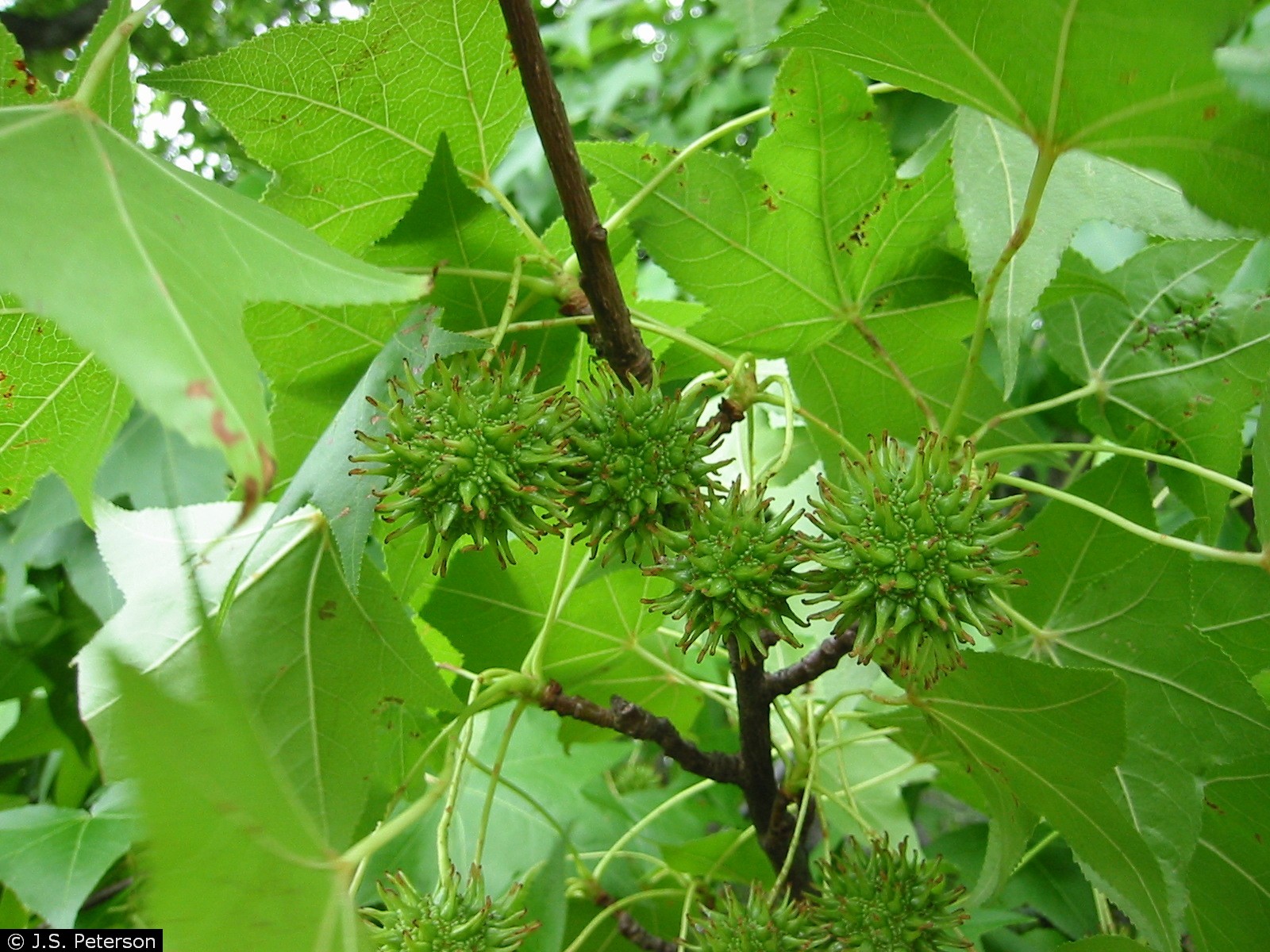 USDA Plants Database