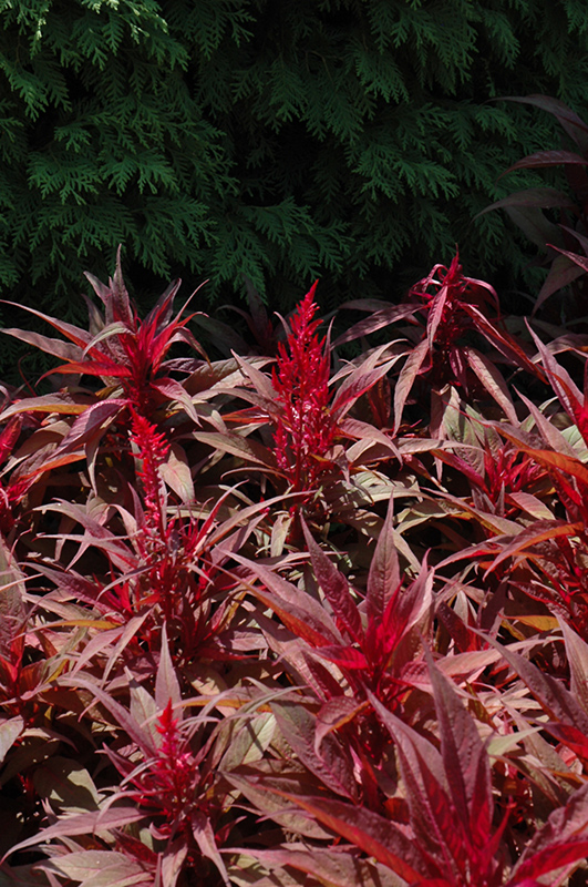 Dragon's Breath Plumed Celosia (Celosia plumosa 'Dragon's Breath') in