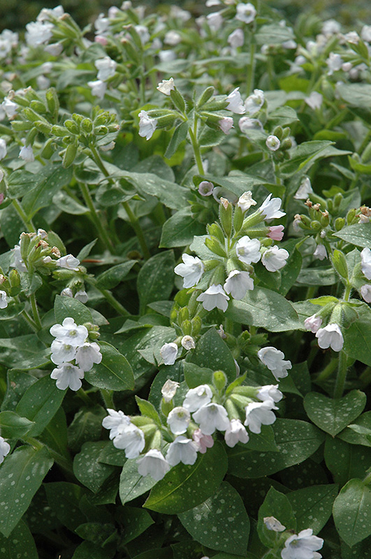 Sissinghurst White Lungwort (Pulmonaria 'Sissinghurst White') in