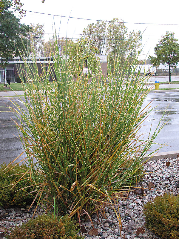 Porcupine Grass (Miscanthus sinensis 'Strictus') in Portland Brunswick