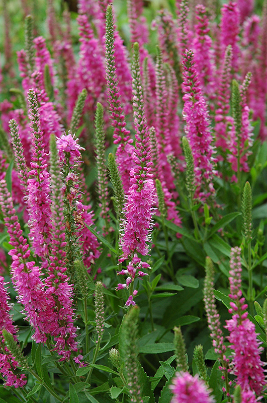 Red Fox Speedwell (Veronica spicata 'Red Fox') in Issaquah Seattle