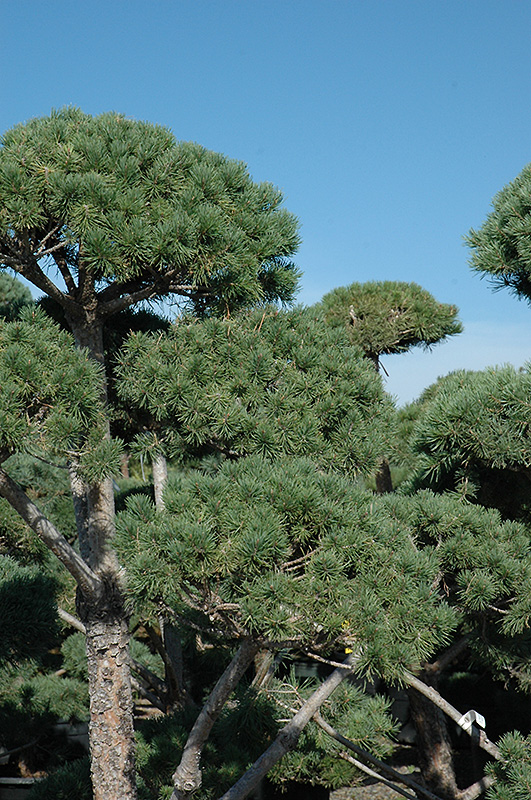 Poodle Dwarf Scotch Pine (Pinus sylvestris 'Poodle') in Issaquah