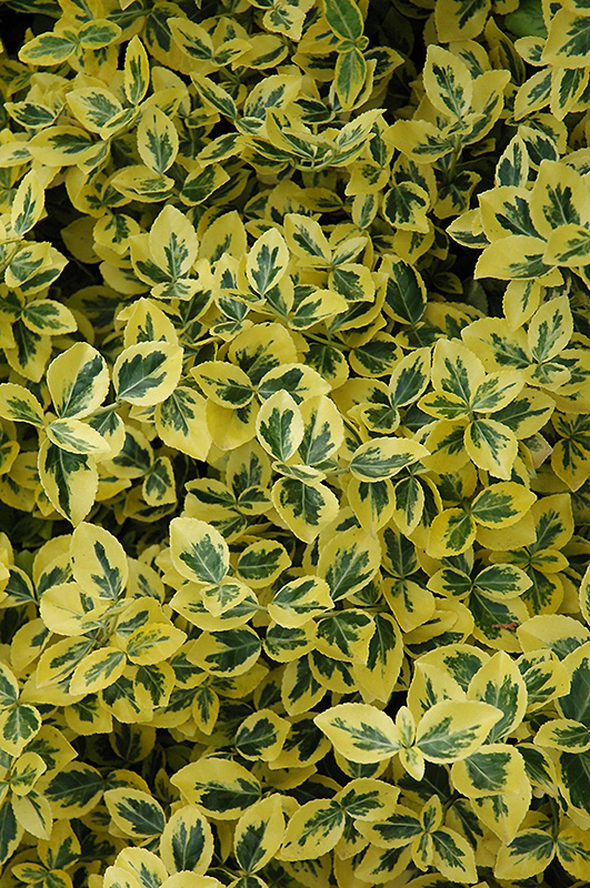Emerald 'n' Gold Wintercreeper (Euonymus fortunei 'Emerald 'n' Gold