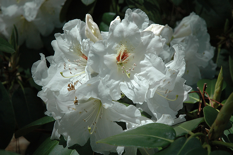 Dora Amateis Rhododendron (Rhododendron 'Dora Amateis') in Issaquah