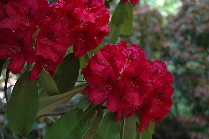 Francesca Rhododendron (Rhododendron 'Francesca') in Issaquah Seattle