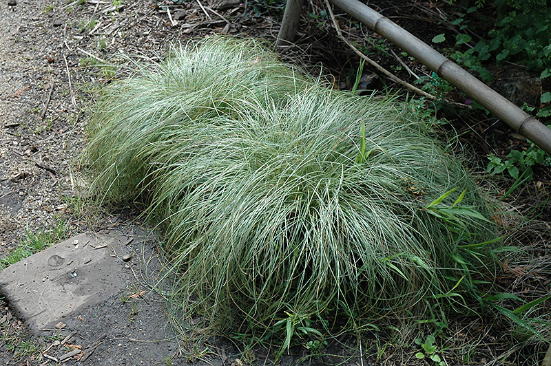 New Zealand Hair Sedge (Carex comans 'Frosted Curls') in Issaquah