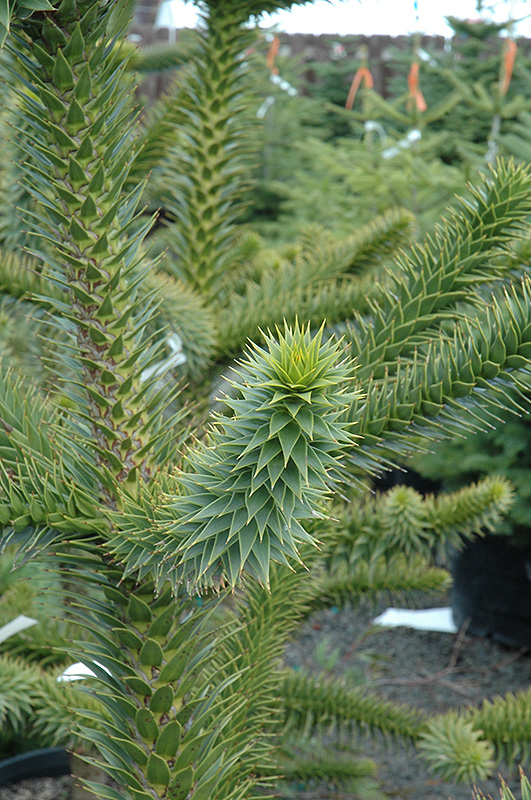 Monkey Puzzle Tree (Araucaria araucana) in Issaquah Seattle Bellevue