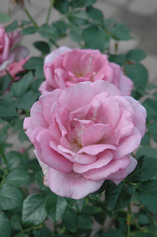 Enchanted Evening Rose (Rosa 'Enchanted Evening') in Issaquah Seattle