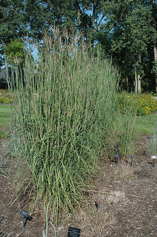 Red Bull Bluestem (Andropogon gerardii 'Red Bull') in Issaquah Seattle