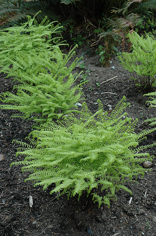 Western Maidenhair Fern (Adiantum aleuticum) in Issaquah Seattle