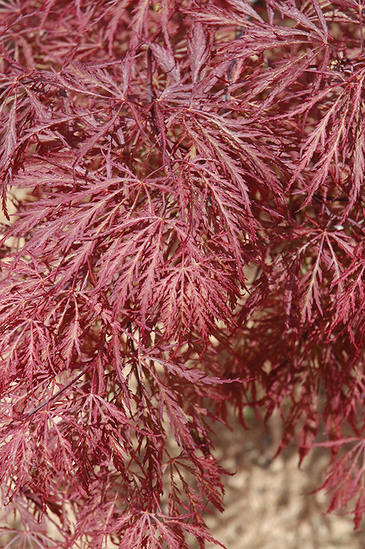 Ever Red LaceLeaf Japanese Maple (Acer palmatum 'Ever Red') in Issaquah Seattle Bellevue