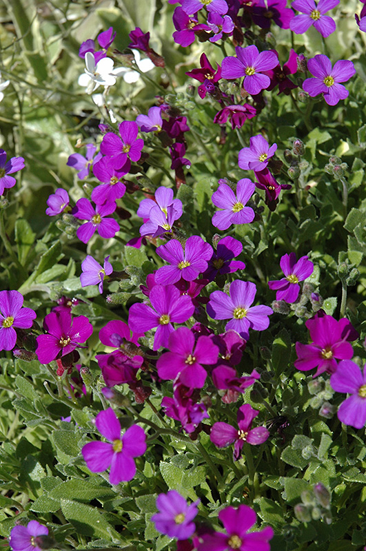 Rokey's Purple Rock Cress (Aubrieta x cultorum 'Rokey's Purple') in