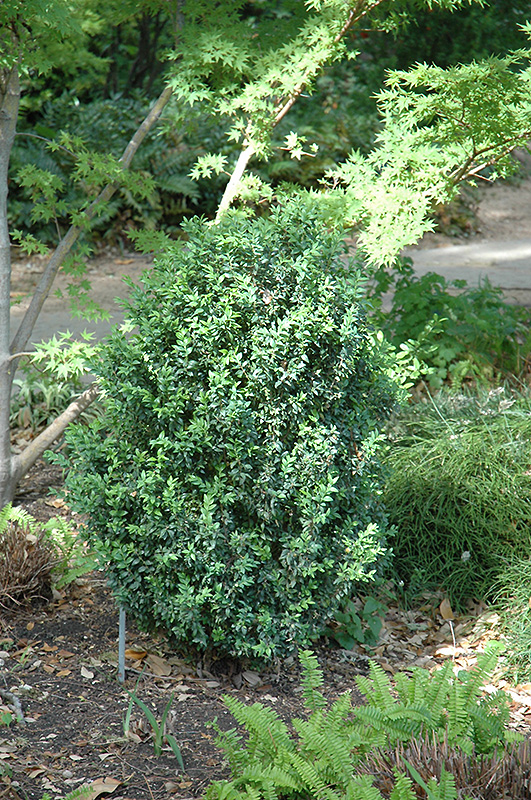 Julia Jane Boxwood (Buxus microphylla 'Julia Jane') in Issaquah Seattle Bellevue Redmond Renton