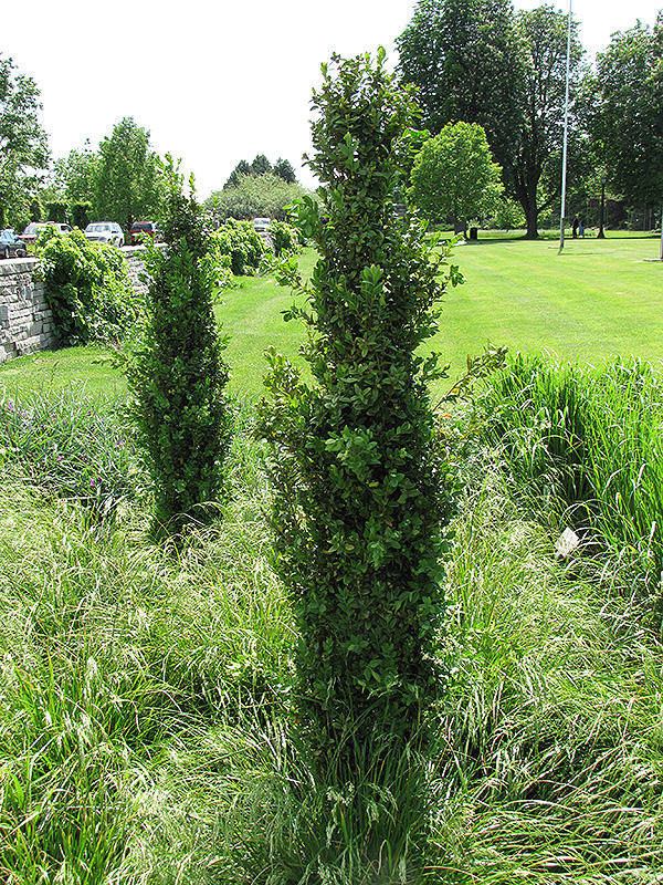 Graham Blandy Boxwood (Buxus sempervirens 'Graham Blandy') in Issaquah