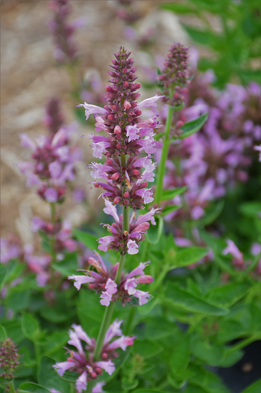 Poquito™ Lavender Hyssop (Agastache 'TNAGAPL') in Issaquah Seattle Bellevue Redmond Renton