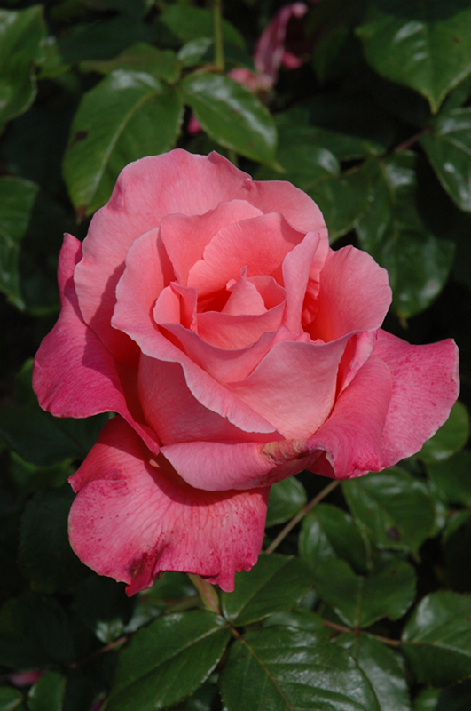 Touch of Class Rose (Rosa 'Touch of Class') in Issaquah Seattle