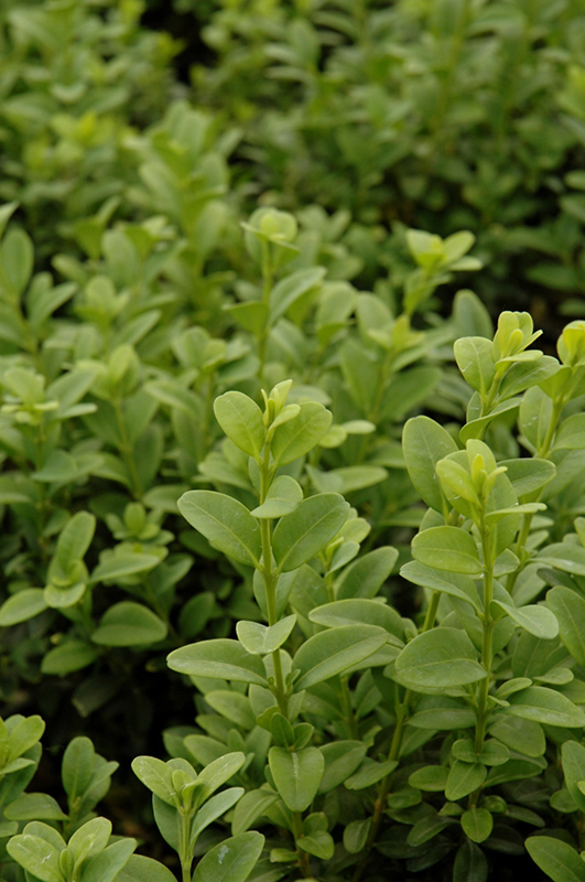 Julia Jane Boxwood (Buxus microphylla 'Julia Jane') in Issaquah Seattle Bellevue Redmond Renton