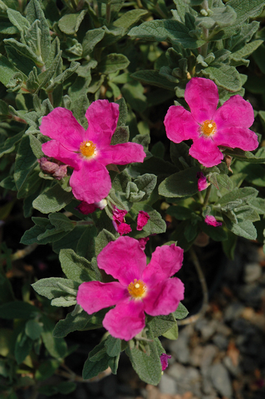 Sunset Magenta Rockrose (Cistus 'Sunset') in Issaquah Seattle Bellevue