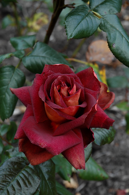 Dark Night Rose (Rosa 'Meirysett') in Issaquah Seattle Bellevue Redmond