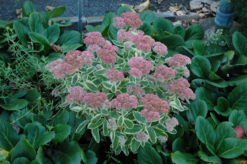 Autumn Charm Stonecrop (Sedum 'Autumn Charm') in Issaquah Seattle