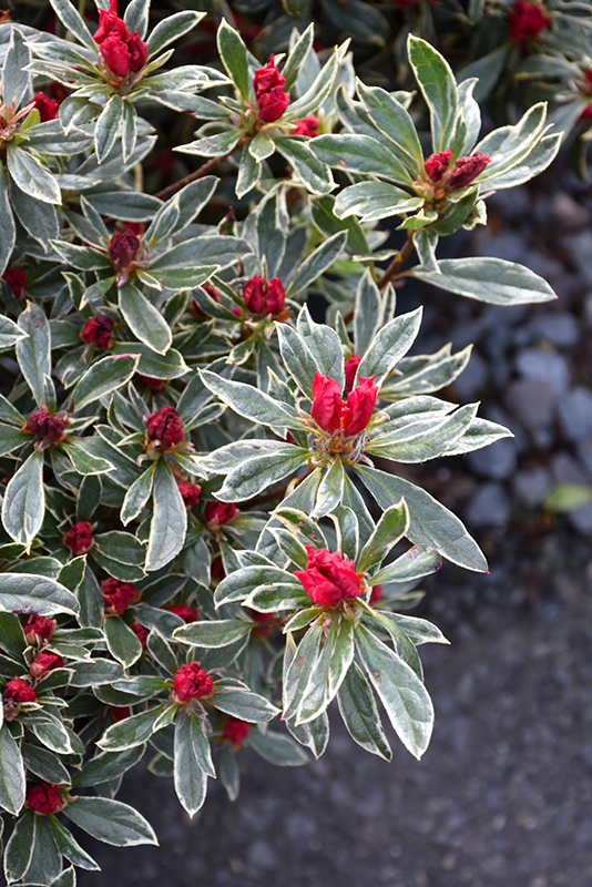 Silver Sword Azalea (Rhododendron 'Silver Sword') in Issaquah Seattle