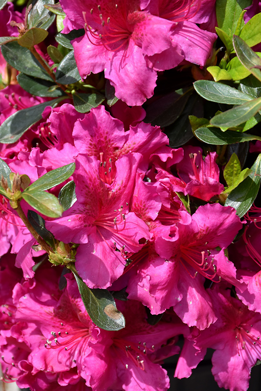 Girard's Fuchsia Evergreen Azalea (Rhododendron 'Girard's Fuchsia') in