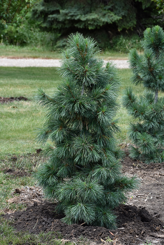 Silver Whispers Swiss Stone Pine (Pinus cembra 'Silver Whispers') in