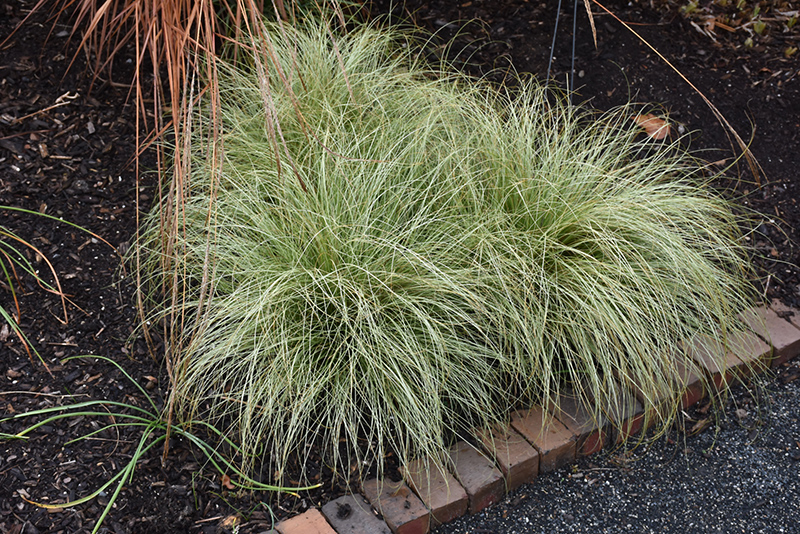 New Zealand Hair Sedge (Carex comans 'Frosted Curls') in Issaquah