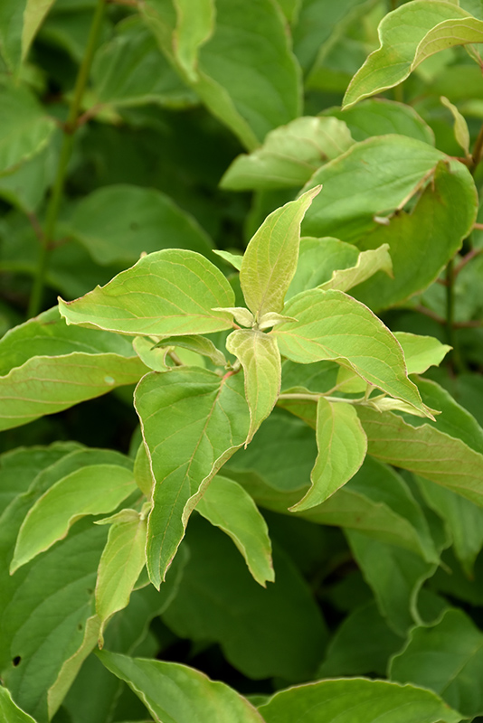 Cayenne Dogwood (Cornus amomum 'Cayenne') in Issaquah Seattle Bellevue