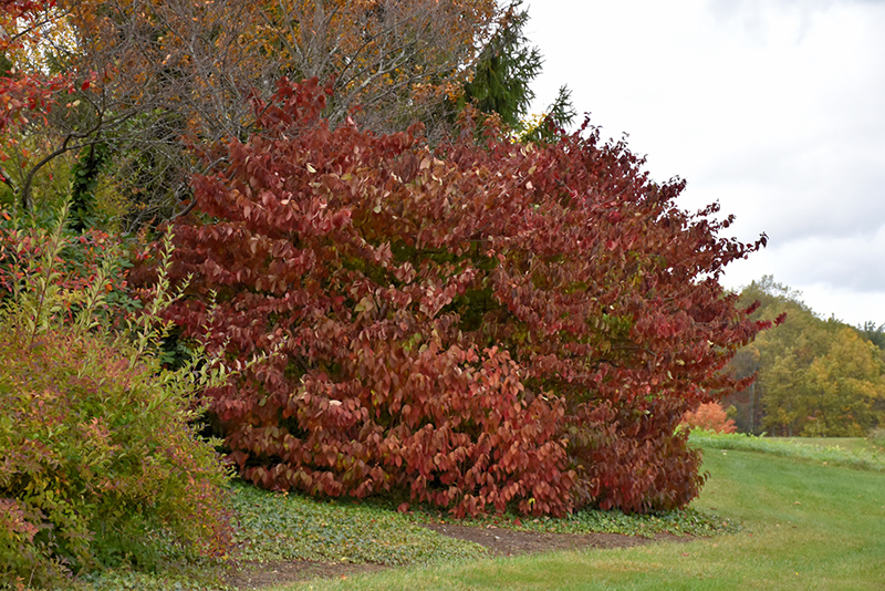 Doublefile Viburnum (Viburnum plicatum 'var. tomentosum') in Issaquah Seattle Bellevue Redmond