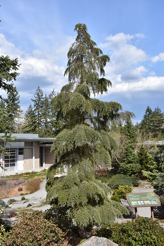 Mountain Hemlock (Tsuga mertensiana) in Issaquah Seattle Bellevue