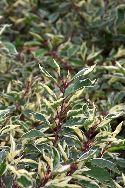 Variegated Portuguese Laurel (Prunus lusitanica 'Variegata') in