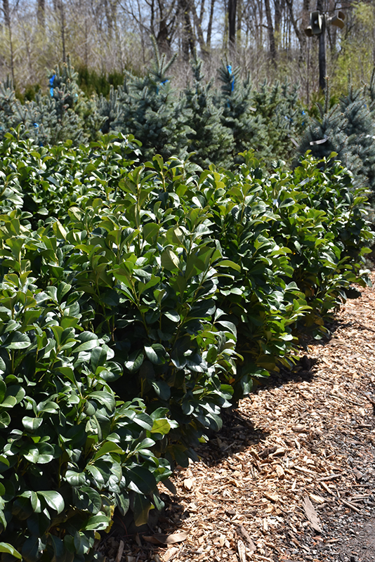Etna English Laurel (Prunus laurocerasus 'Anbri') in Issaquah Seattle