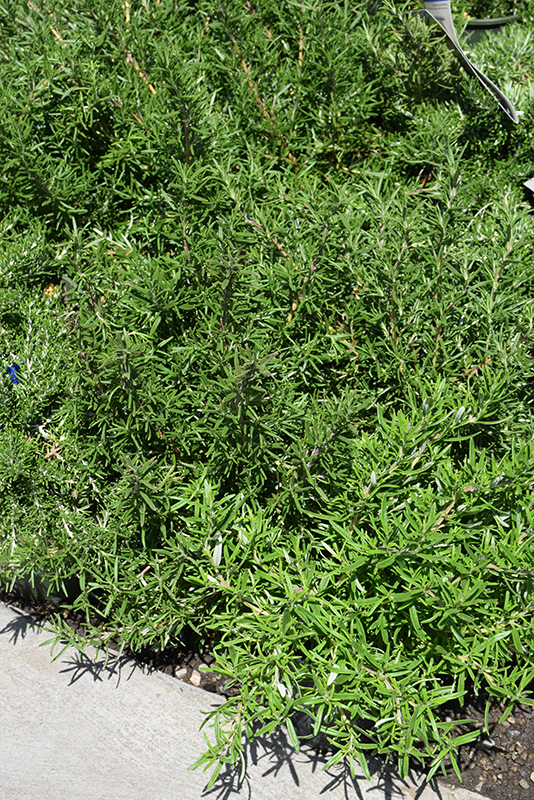 Roman Beauty Rosemary (Rosmarinus officinalis 'Roman Beauty') in