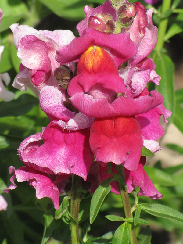 Snapshot Rose Snapdragon (Antirrhinum majus 'PAS409648') in Rochester