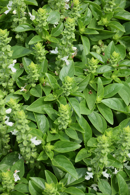 Greek Basil (Ocimum minimum) in Rochester New Hampshire Dover New