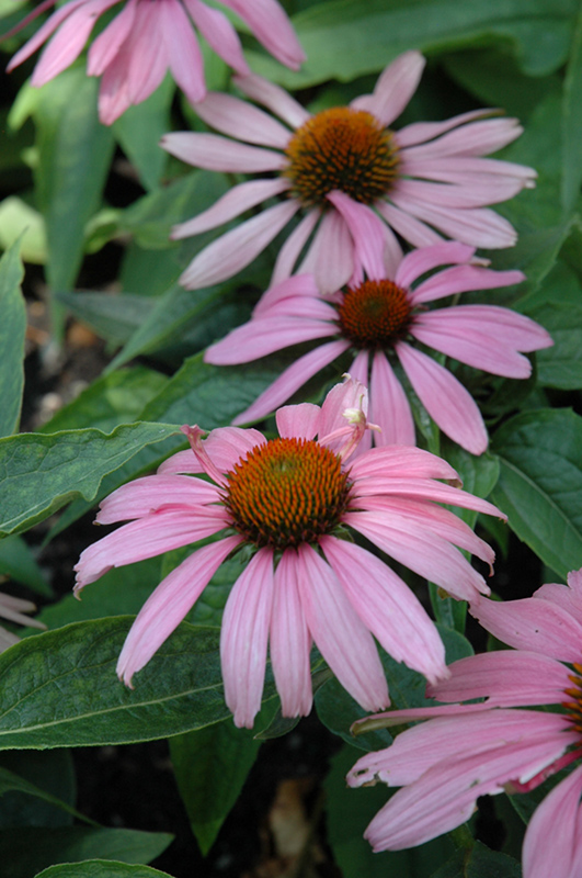 Feeling Pink Coneflower (Echinacea purpurea 'Feeling Pink') in Rochester New Hampshire Dover New