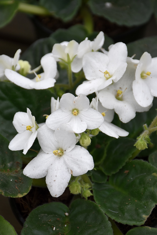White African Violet (Saintpaulia 'White') in Rochester New Hampshire