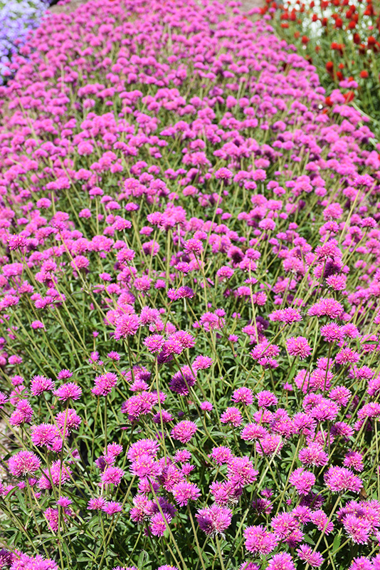 Truffula Pink Gomphrena (Gomphrena 'PAST0517E') in Rochester New