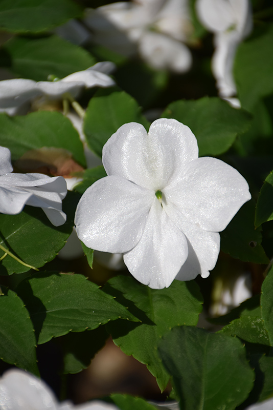 Beacon® White Impatiens (Impatiens walleriana 'PAS1357832') in