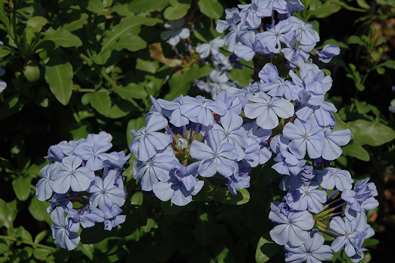 Dark Blue Plumbago (Plumbago auriculata 'Dark Blue') in Longview