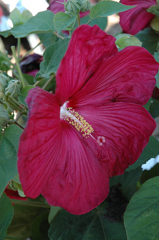 Bordeaux Hibiscus (Hibiscus moscheutos 'Bordeaux') in