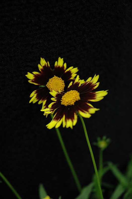 Cosmic Eye Tickseed (Coreopsis 'Cosmic Eye') in Oklahoma