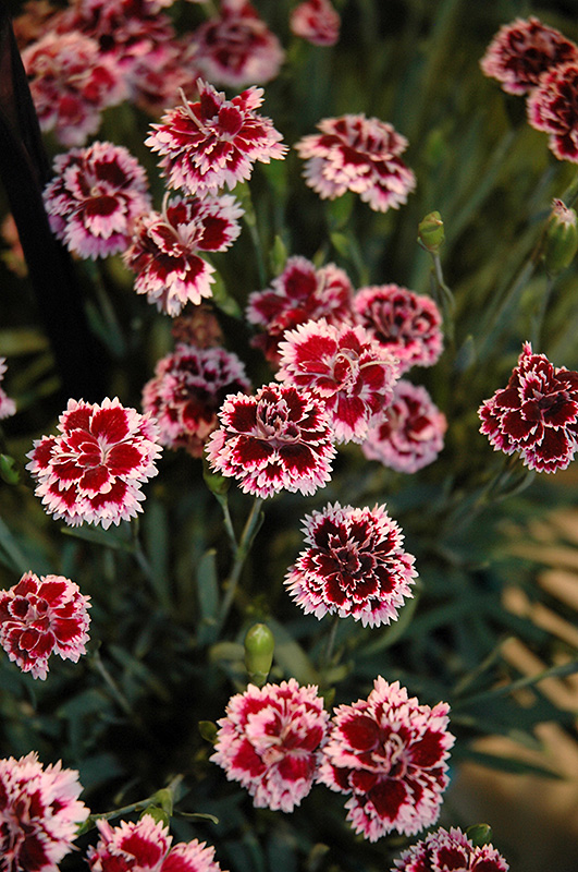EverLast™ Lilac plus Eye Pinks (Dianthus 'EverLast Lilac